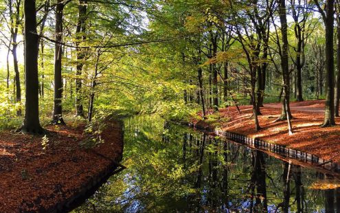 De meeste bomen hier zijn jonger dan 75 jaar